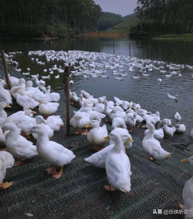 鸭才25元！哪来的利润？能放心吃吗？冰球突破豪华版活鸭上百元一只做成烤(图3)