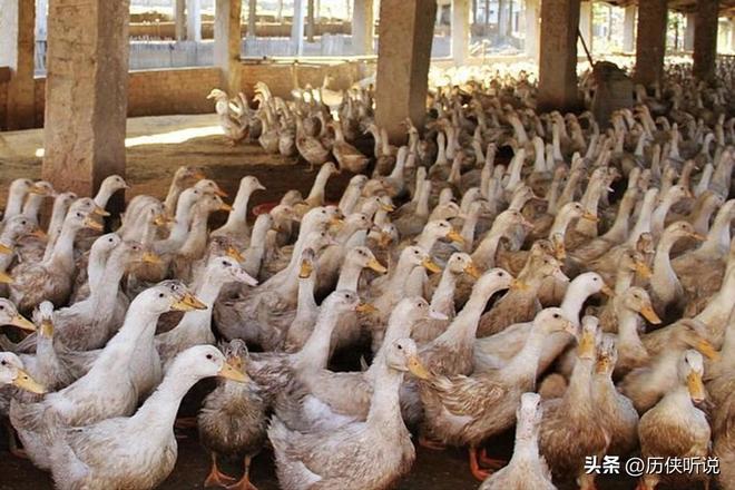 鸭才25元！哪来的利润？能放心吃吗？冰球突破豪华版活鸭上百元一只做成烤(图8)