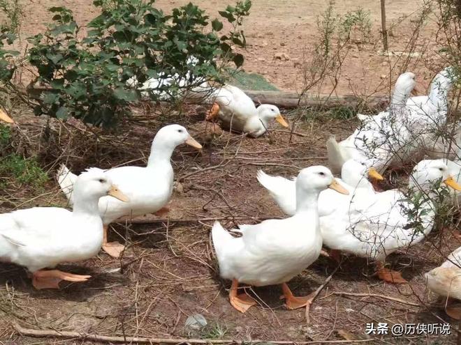 鸭才25元！哪来的利润？能放心吃吗？冰球突破豪华版活鸭上百元一只做成烤(图5)